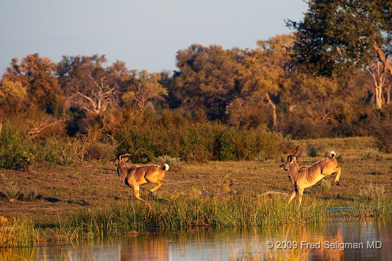 20090617_183258 D300 (1) X1.jpg - Greater Kudus running and jumping